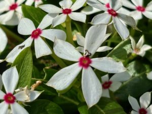 Catharanthus 'Soiree Kawaii® White Peppermint' | Online Flower Garden
