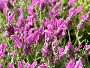 Lavandula stoechas 'The Princess™' | Online Flower Garden