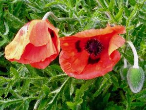 Papaver orientale | Online Flower Garden