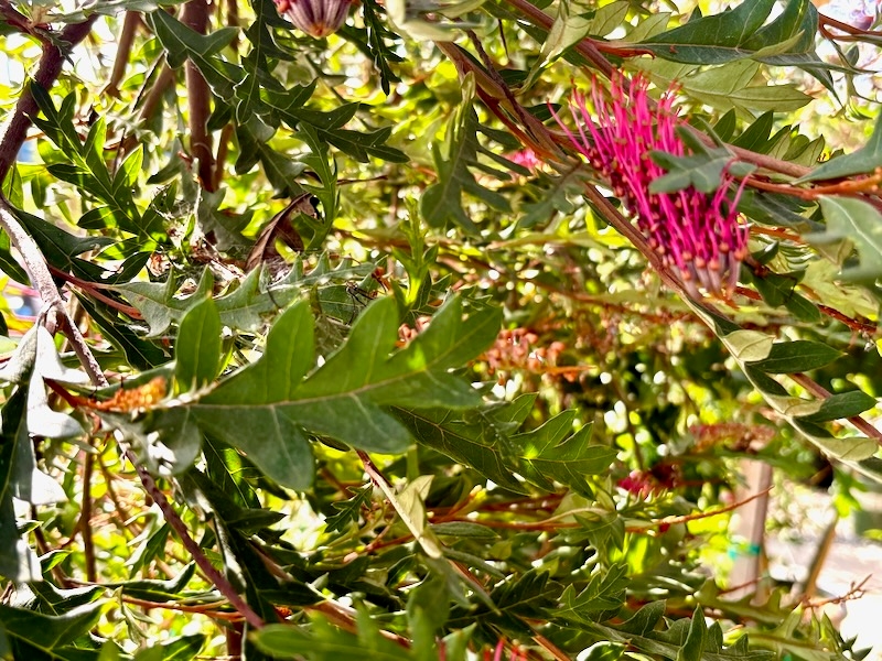 Grevillea ‘Austraflora Fanfare’