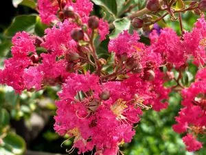 Lagerstroemia-indicaTuscarora | Online Flower Garden Lagerstroemia indica 'Tuscarora' | Online Flower Garden