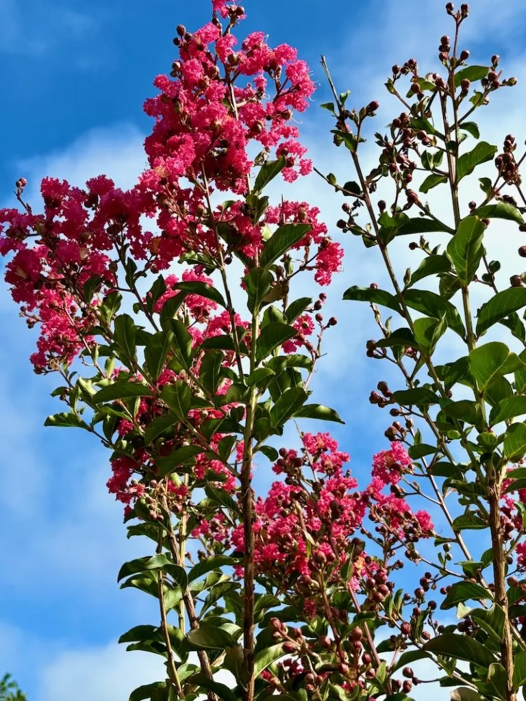 Lagerstroemia-indica-Tuscarora | Online Flower Garden Lagerstroemia indica | Online Flower Garden'Tuscarora'