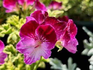 Pelargonium 'Oldbury Duet'