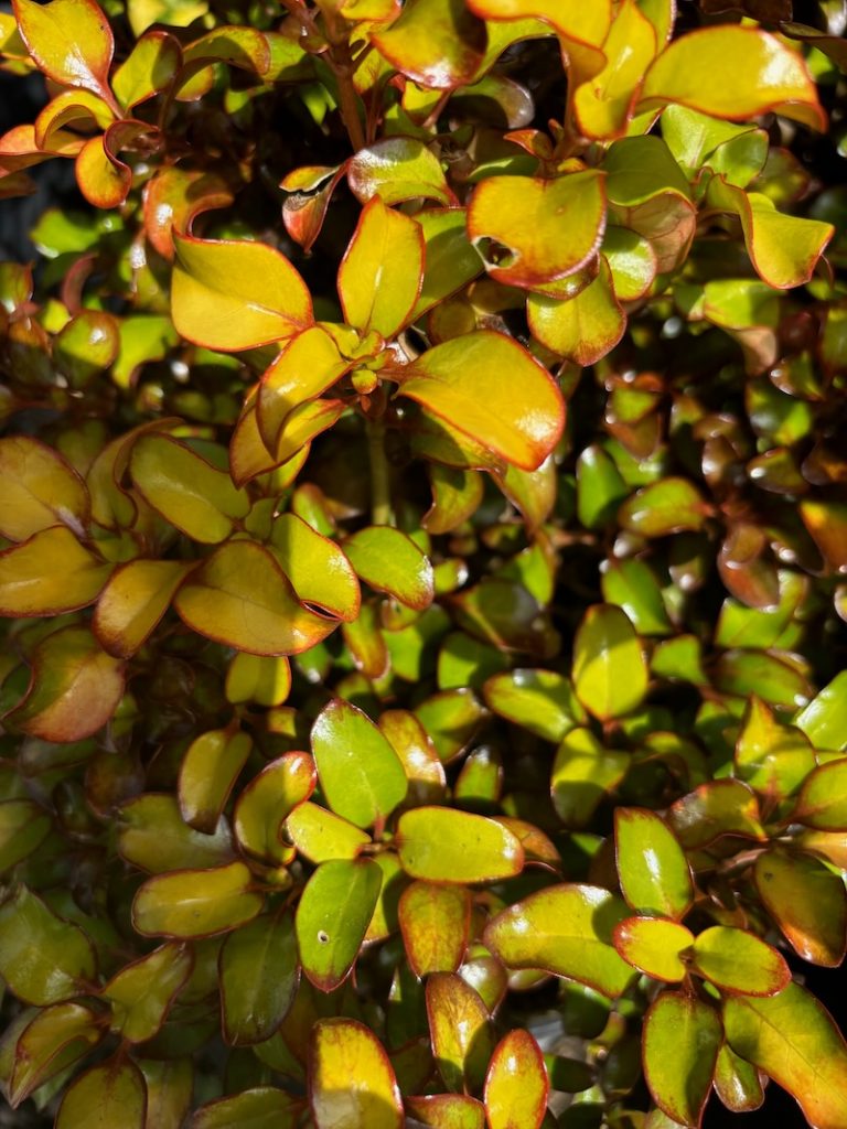 Coprosma-Pina-Colada | Online Flower Garden Coprosma 'Pina Colada'