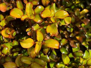 Coprosma 'Pina Colada' | Online Flower Garden