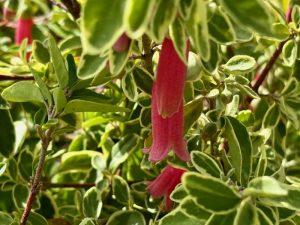 Correa 'Wyn's Wonder' | Online Flower Garden