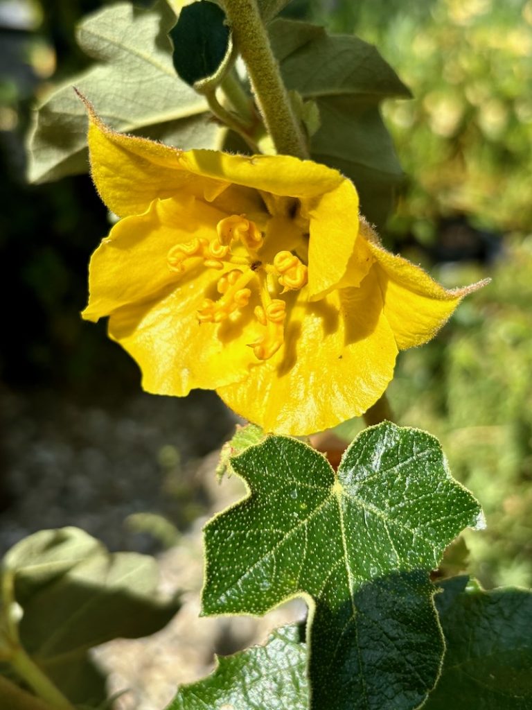 Fremontodendron 'Pacific Sunset'