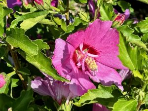 Hibiscus 'Chateau™ d'Amboise' | Online Flower Garden
