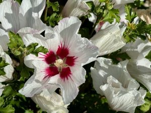 Hibiscus ‘Chateau™ de Chantilly’