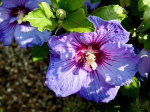 Hibiscus 'Chateau™ de Versailles'