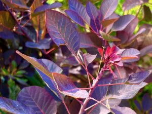 Cotinus coggygria 'Royal Purple'