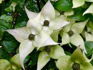 Cornus kousa