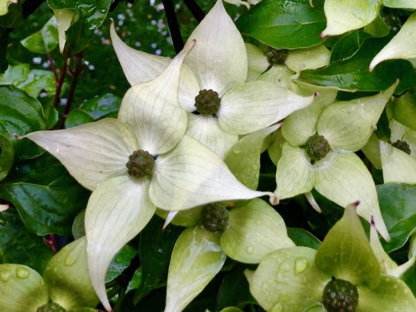 Cornus kousa
