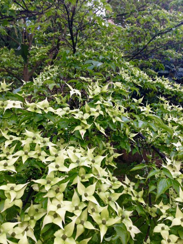 Cornus kousa