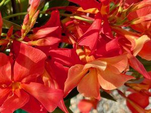 Dipladenia ‘Sun Parasol FiredUp Orange’