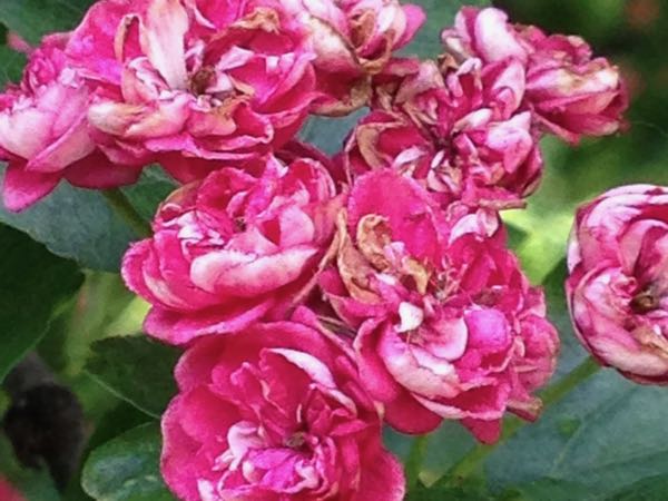 Crataegus laevigata 'Paul’s Scarlet'