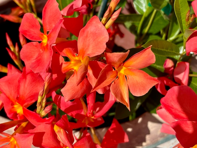 Dipladenia ‘Sun Parasol FiredUp Orange’