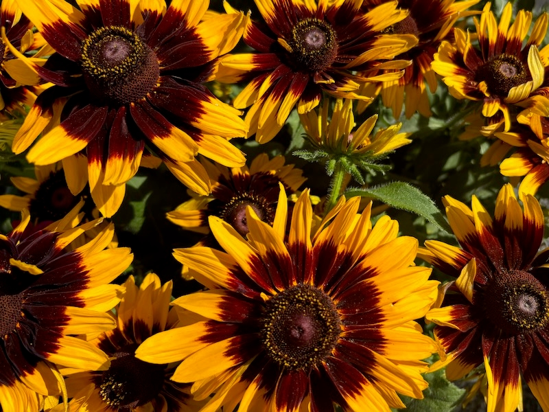 Rudbeckia 'Denver Daisy'