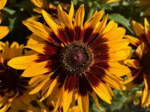 Rudbeckia 'Denver Daisy' | Online Flower Garden