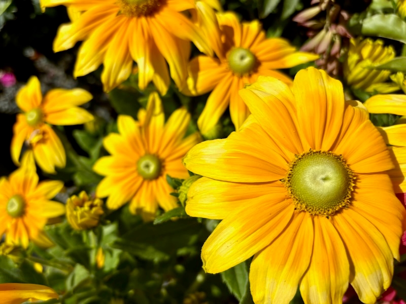 Rudbeckia-Prairie-Sun | Online Flower Garden Rudbeckia 'Prairie Sun'