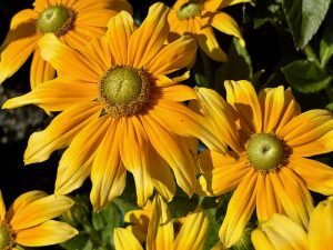 Rudbeckia 'Prairie Sun'