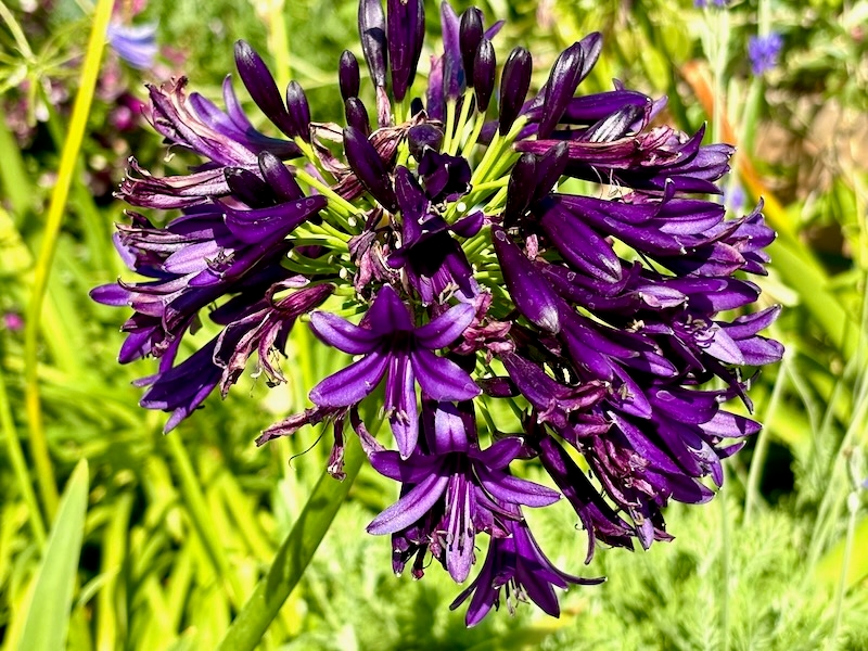 Agapanthus 'Blackjack™'