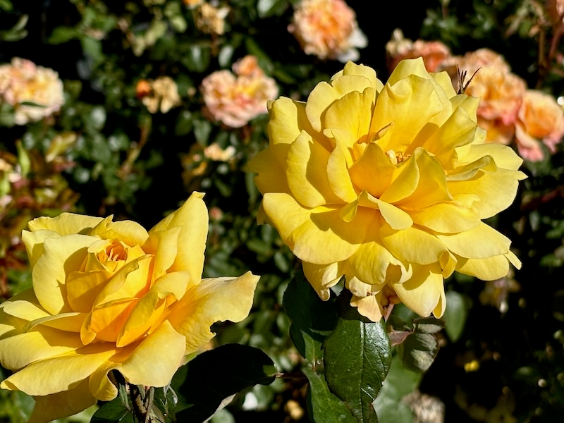 Rosa-Gold-Glow | Online Flower Garden Rosa 'Gold Glow'