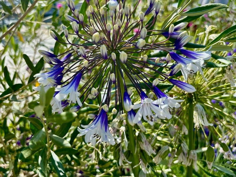 Agapanthus 'Ever Twilight™'