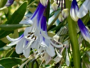 Agapanthus 'Ever Twilight™'