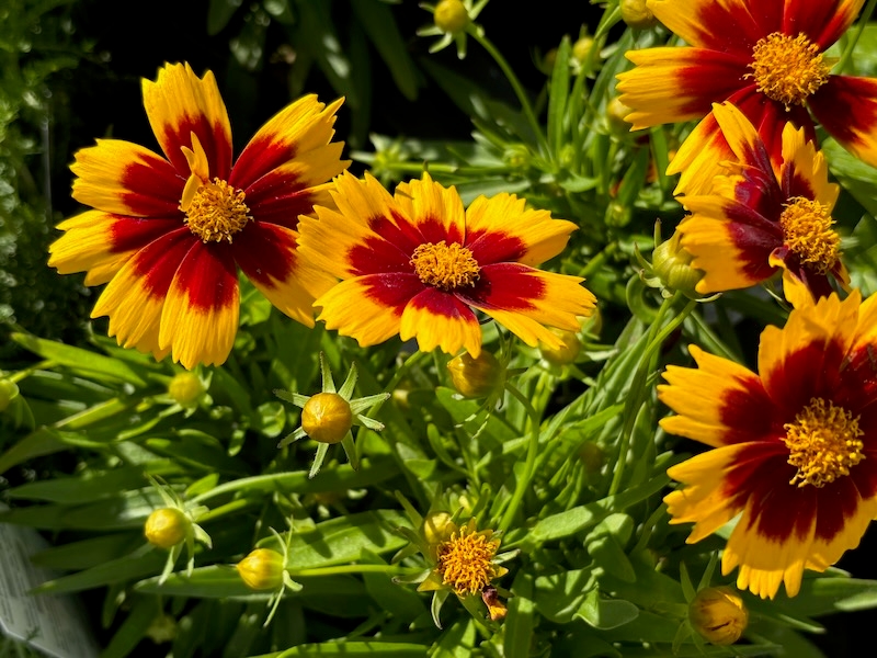 UPTICK™ Gold and Bronze, Coreopsis 'UPTICK™ Gold and Bronze'
