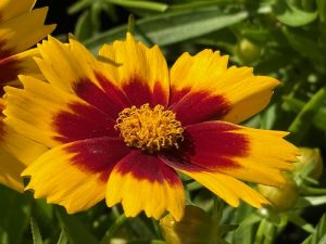 Coreopsis 'UPTICK™ Gold and Bronze'