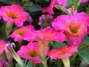 Petunia 'Supertunia® Daybreak Charm'