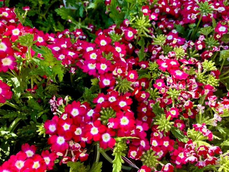 Empress® Flair Cherry Charme, Verbena 'Empress® Flair Cherry Charme'