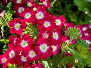 Verbena 'Empress® Flair Cherry Charme' | Online Flower Garden