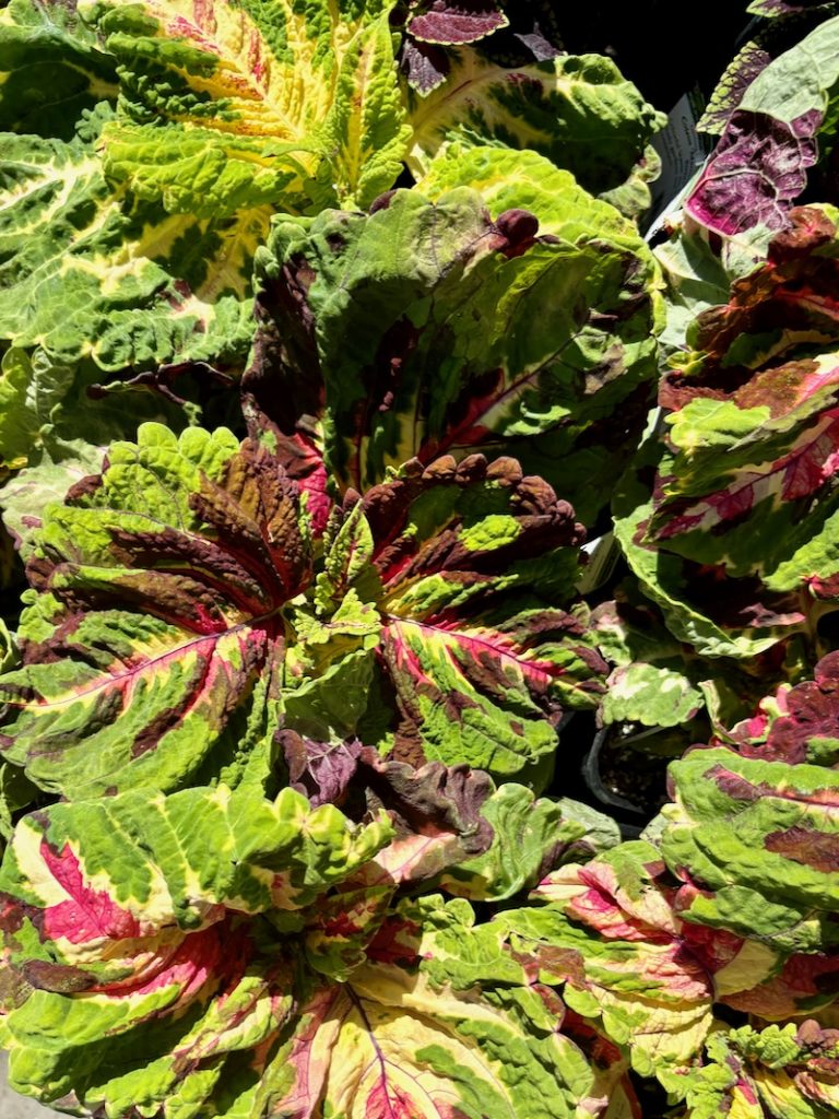 Coleus-Premium-Shade-Kong-Mosaic | Online Flower Garden Coleus 'Premium Shade Kong® Mosaic'