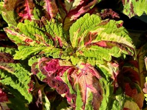 Coleus 'Premium Shade Kong® Mosaic'