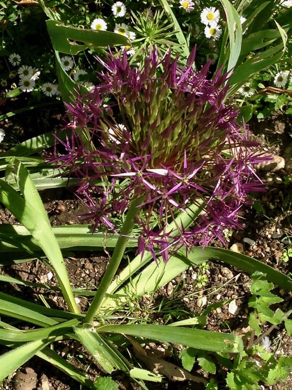 Allium cristophii