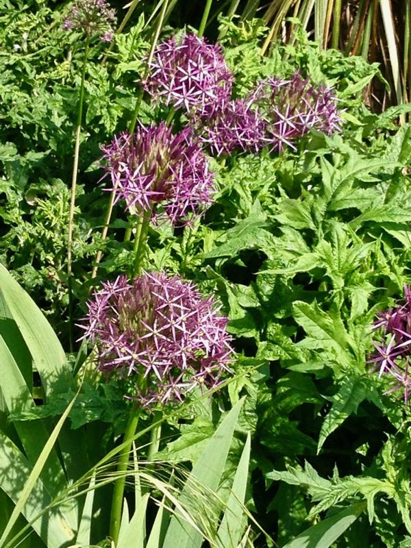 Allium cristophii, Star of Persia