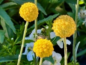 Craspedia globosa ‘Golf Beauty’ | Online Flower Garden