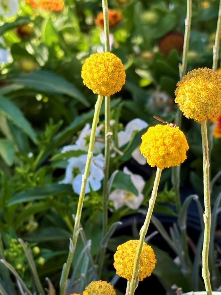Craspedia-globosa-Golf-Beauty | Online Flower Garden Craspedia globosa ‘Golf Beauty’