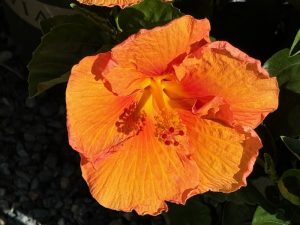 Hibiscus 'Jazzy Jewel® Amber'