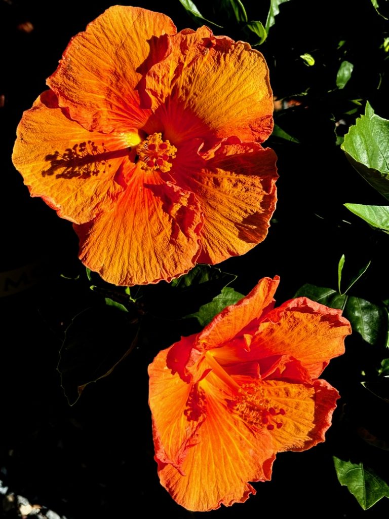 Hibiscus 'Jazzy Jewel® Amber'