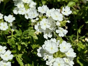 Verbena 'EnduraScape™ White' | Online Flower Garden