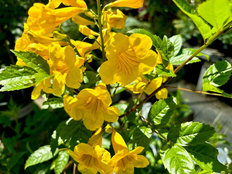 Tecoma-stans-Gold-Star | Online Flower Garden Tecoma stans 'Gold Star'