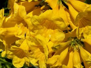 Tecoma stans 'Gold Star' | Online Flower Garden