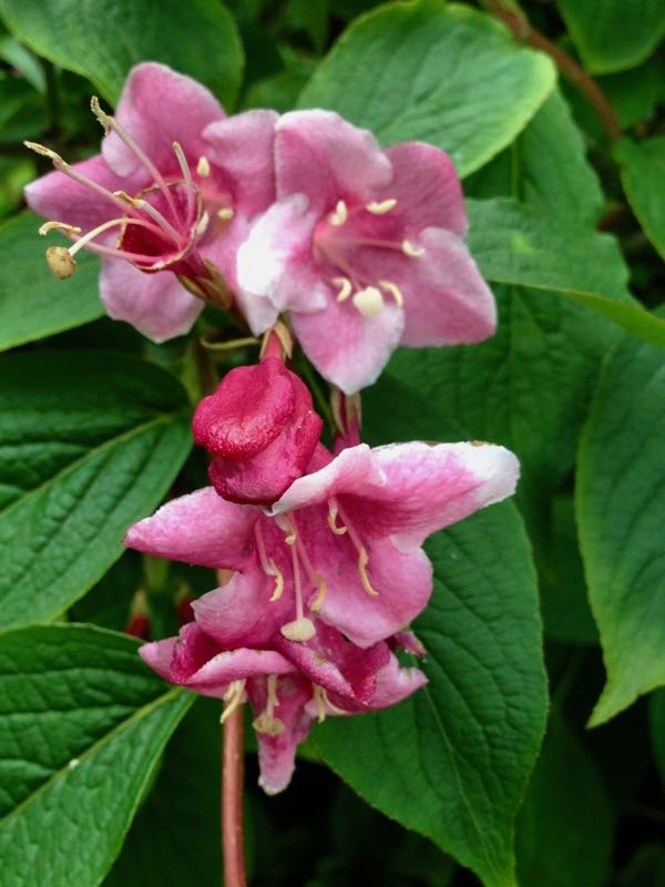 Weigela-florida | Online Flower Garden Weigela florida