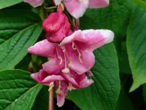 Weigela florida | Online Flower Garden