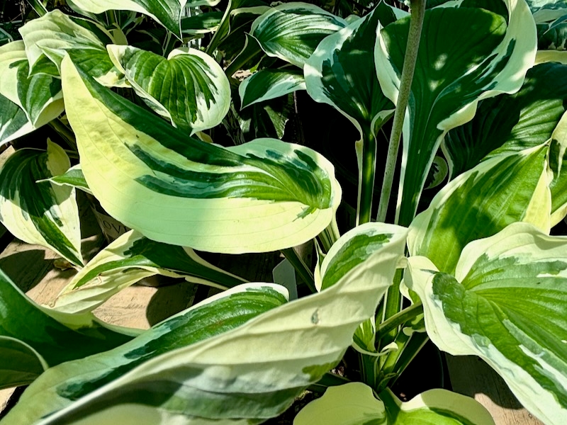 Hosta 'First Frost'