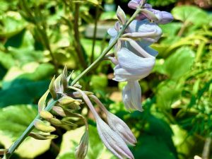 Hosta 'First Frost'