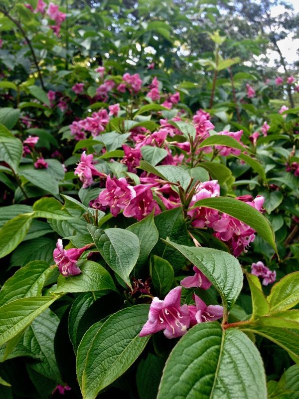 Weigela-florida-4103 | Online Flower Garden Weigela florida